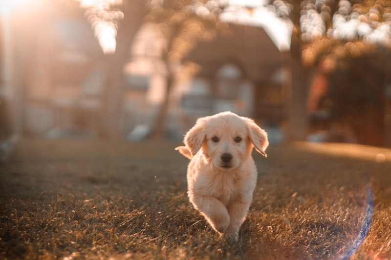 Pet Care