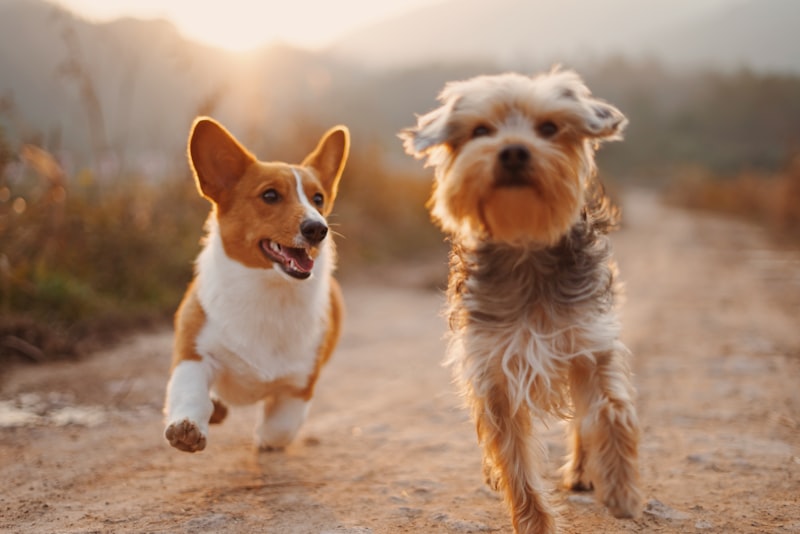 Happy Dog and Vet